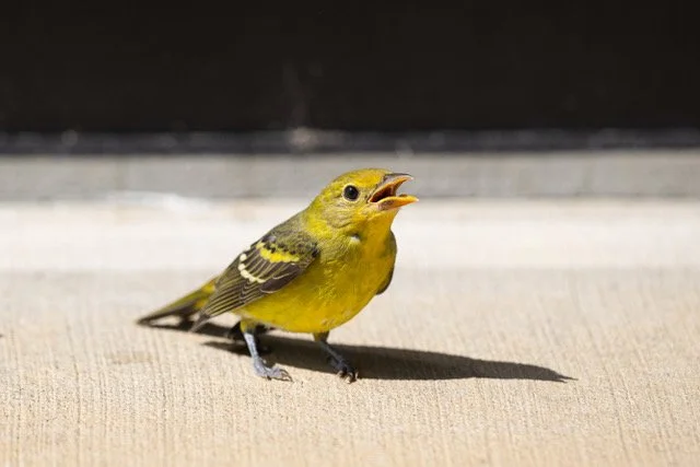 Western Tanager Brian Elieson.jpg