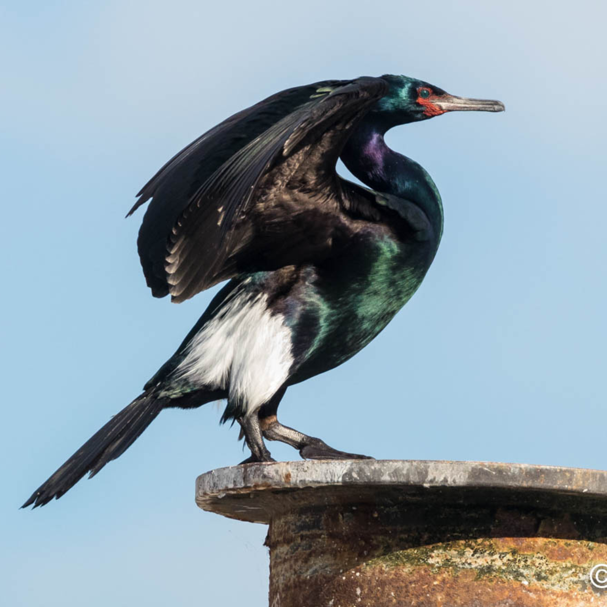 Pelagic Raptors Pelagic Cormorant — Eastside Audubon Society