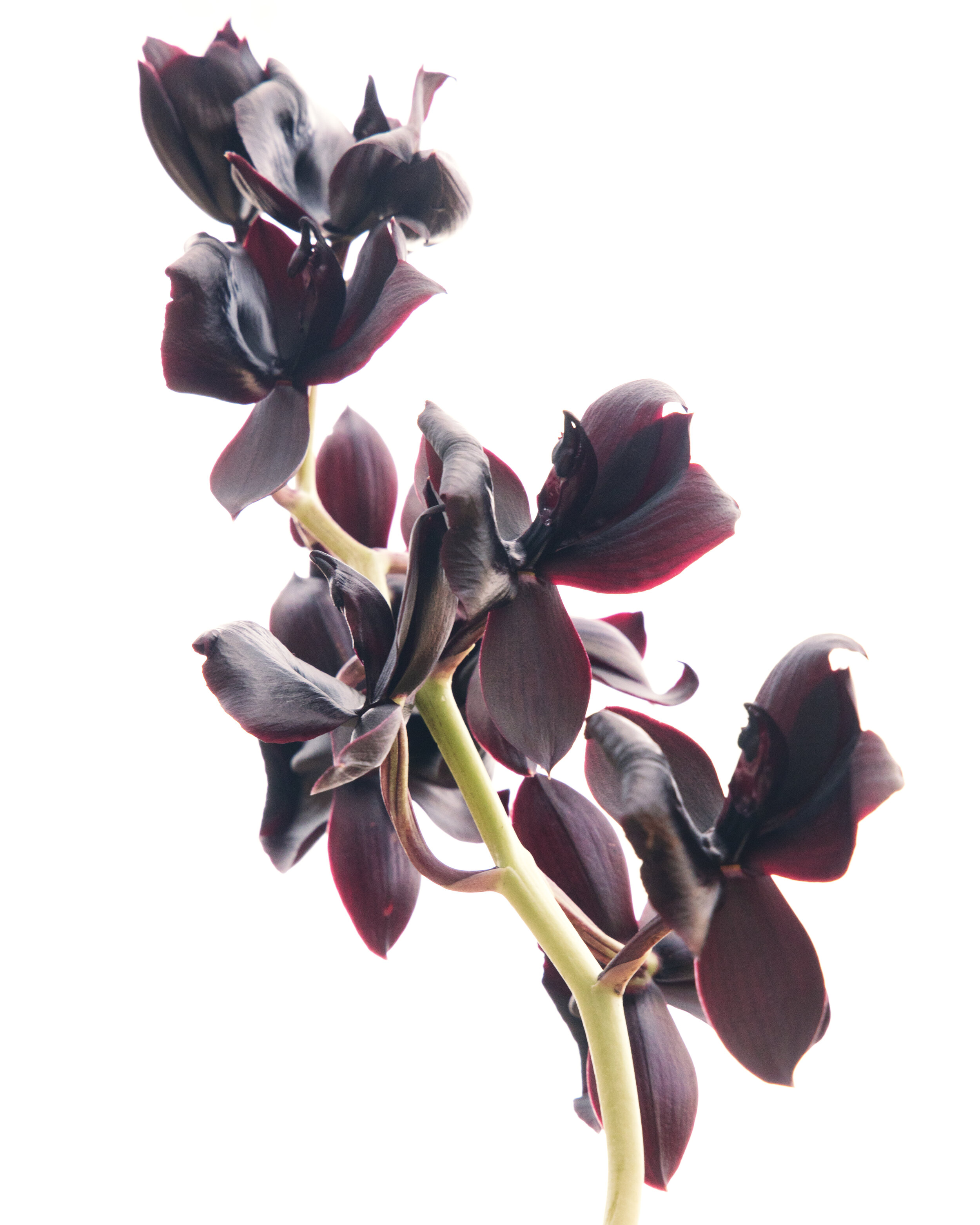 Monnierara Millenium Magic ' Witchcraft'