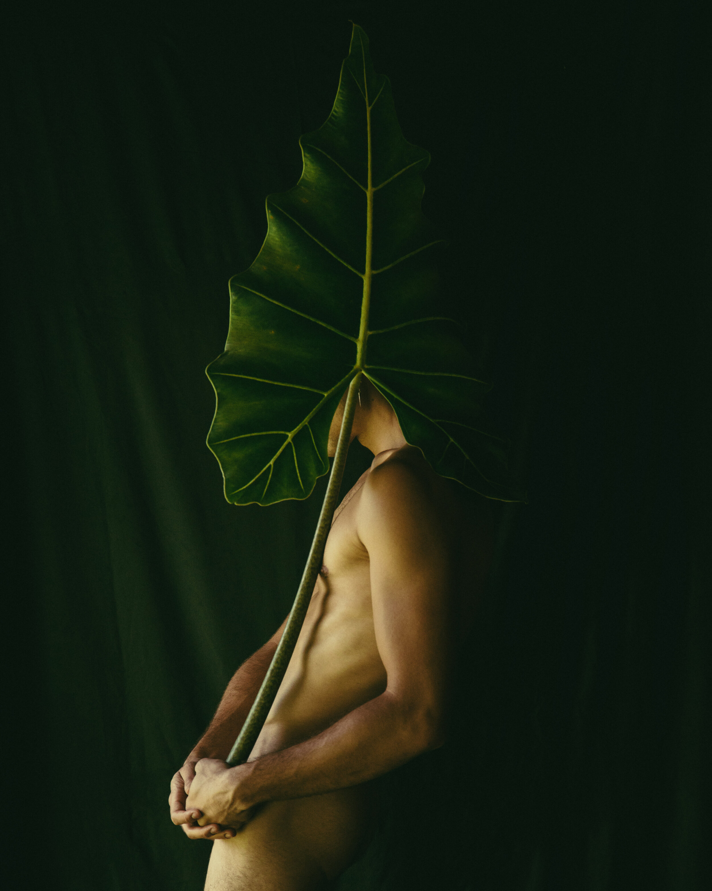 Alocasia Sarian I