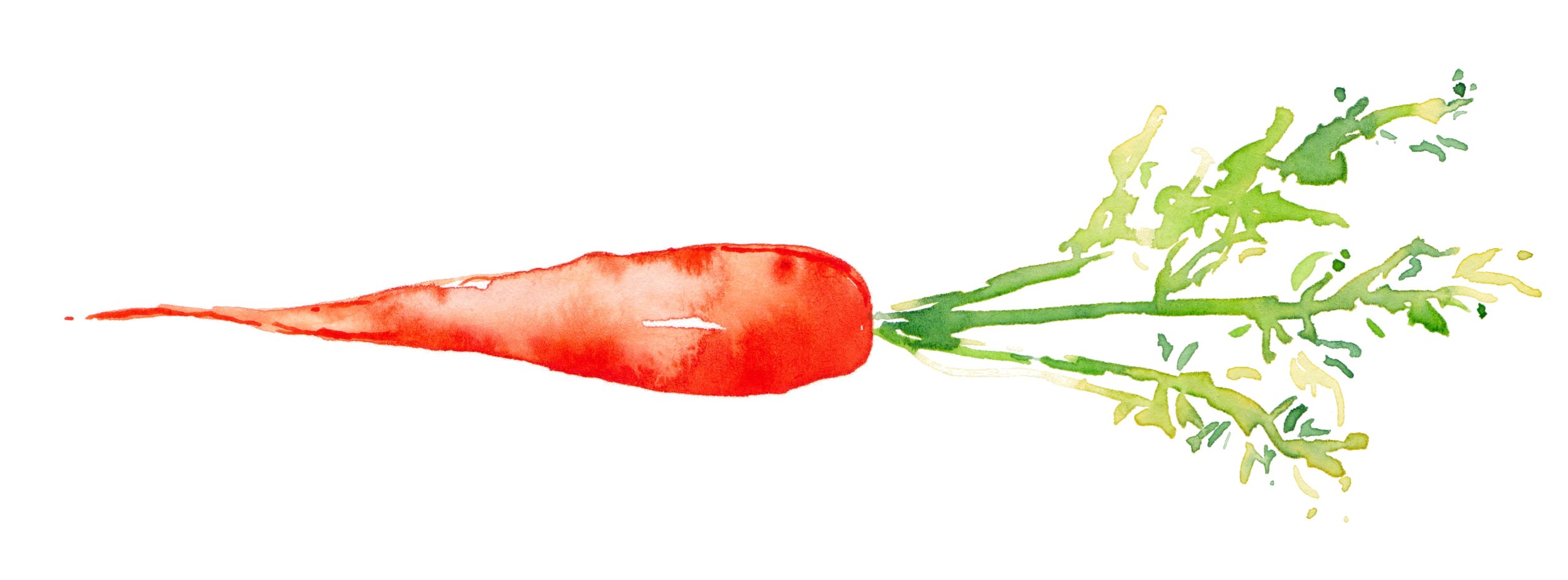 carrot.jpg