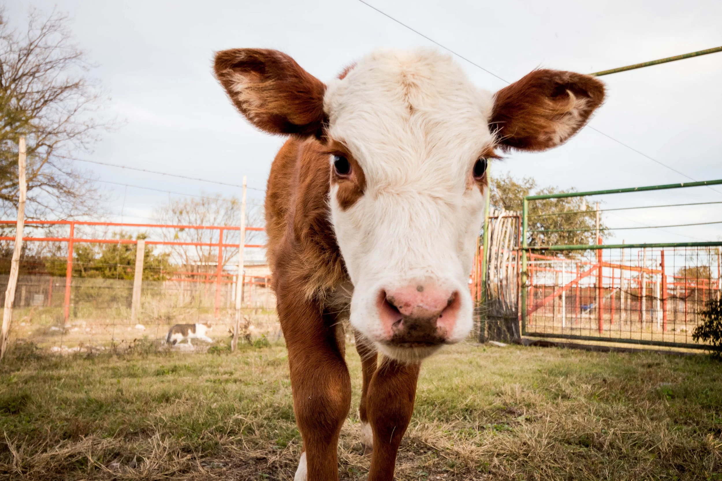 cattle.jpg