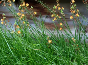 bulbine.jpg