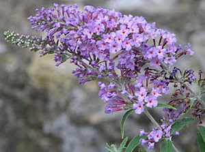 butterflybush.jpg