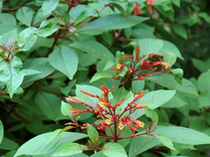 firebush.jpg
