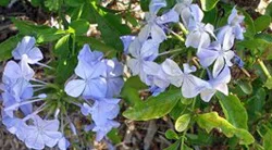 Plumbago
