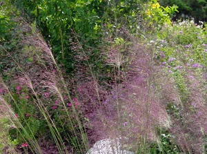 gulf_muhly3.jpg