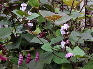 hyacinth_vine.jpg