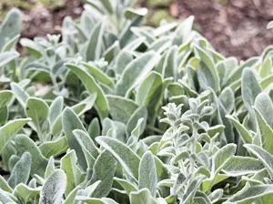 lambs_ears.jpg