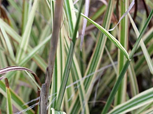 maiden_grass_vari.jpg