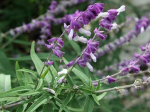 mex_bush_sage.jpg