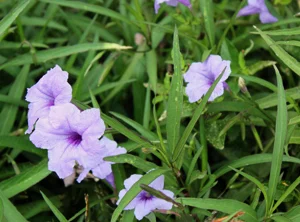ruellia.jpg