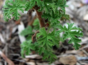 rose_geranium.jpg
