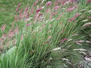 ruby_grass.jpg