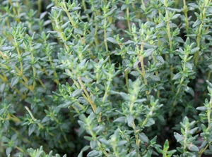 thyme.jpg