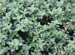 thyme_silver.jpg
