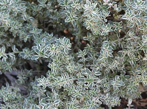 silver_thyme.jpg