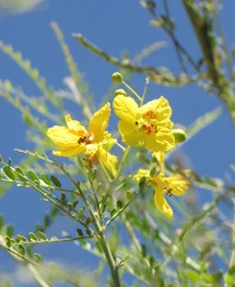 Palo Verde bloom