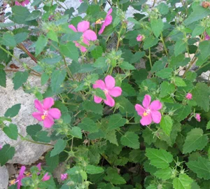 Pavonia ( Pavonia lasiopetala )