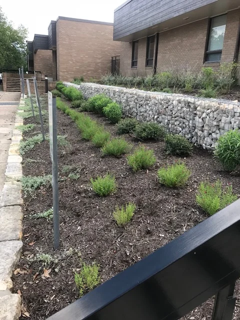 Another terracing technique – rock-filled gabions walls and native/adapted plants.