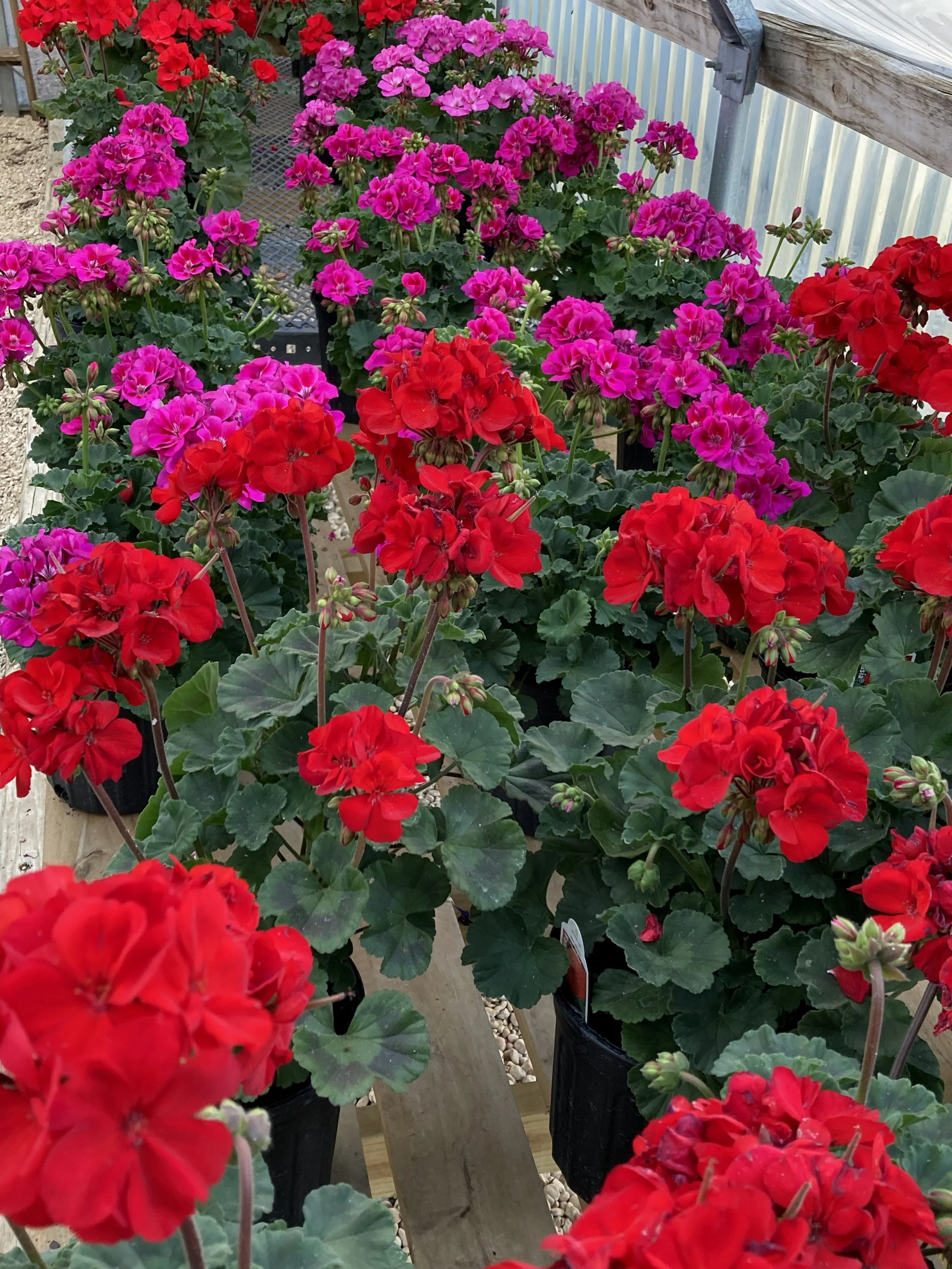 b-b-plants-2024-hill-country-texas-master-gardeners