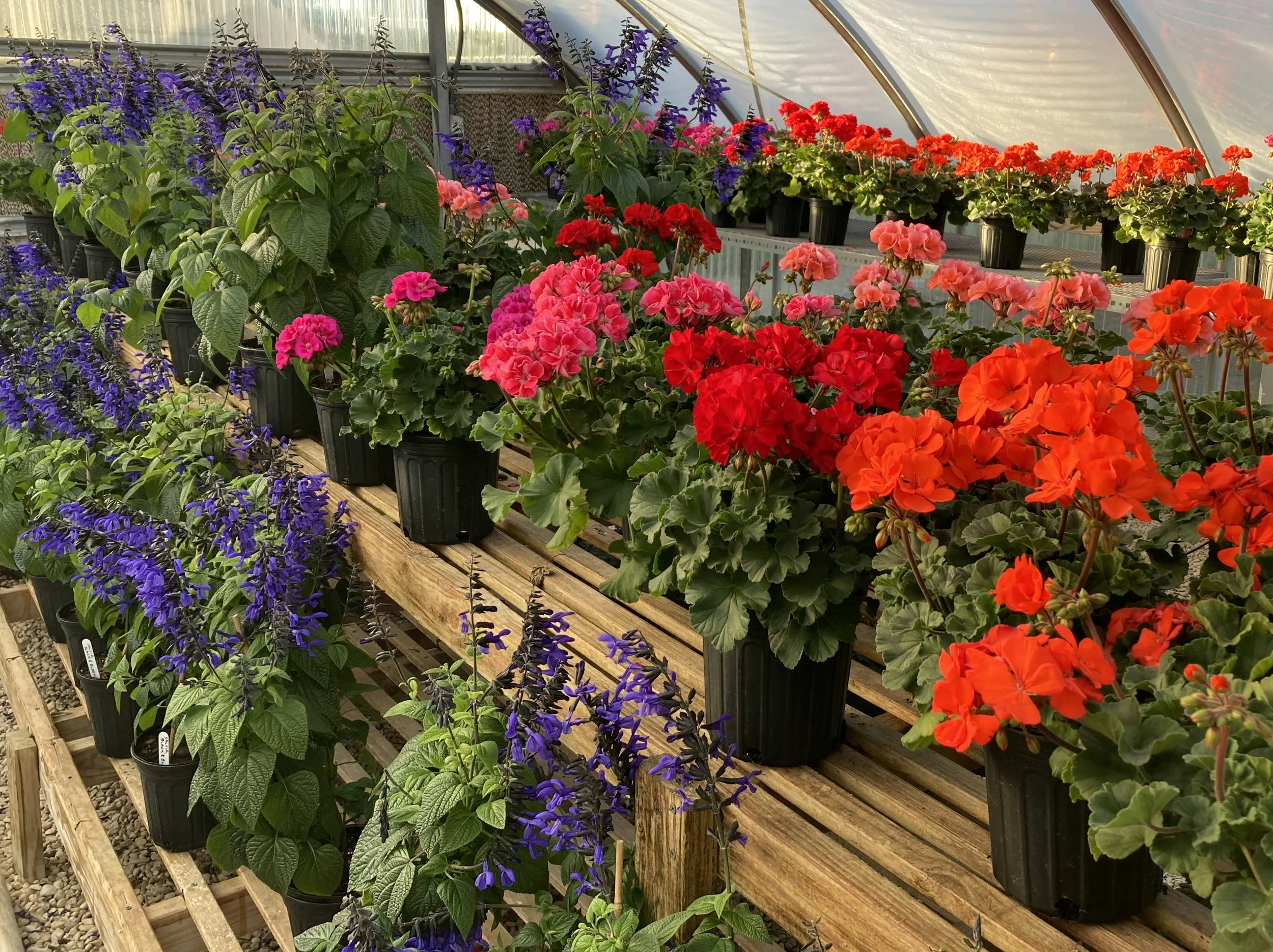 b-b-plants-2024-hill-country-texas-master-gardeners
