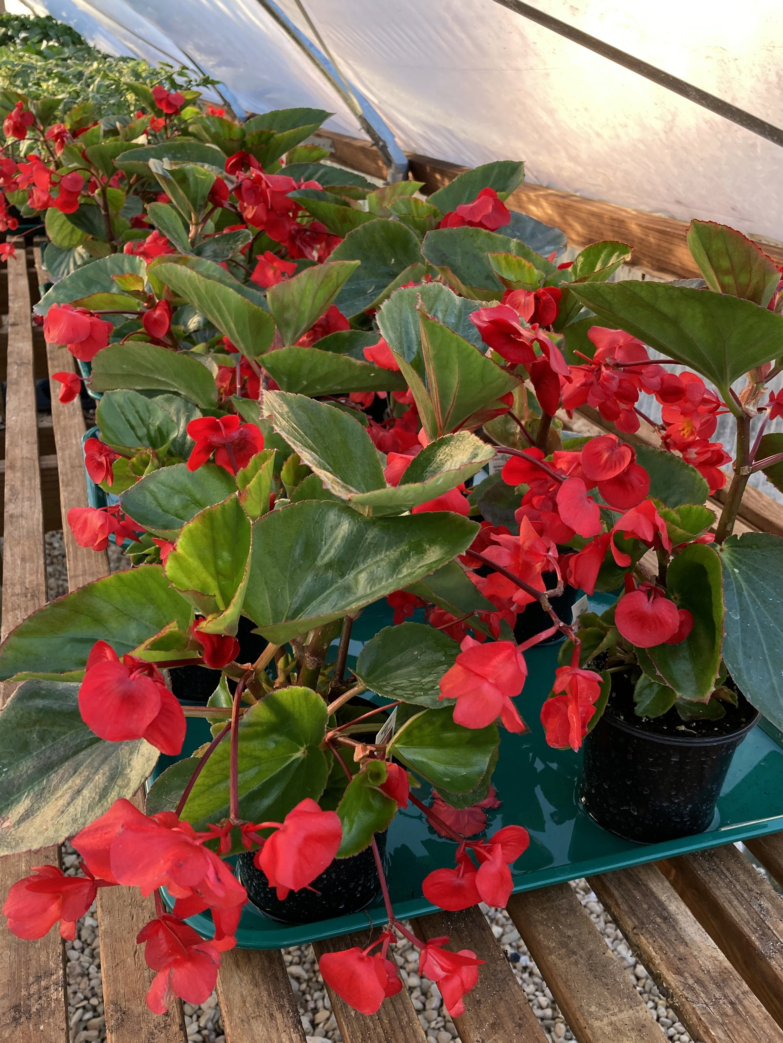 b-b-plants-2024-hill-country-texas-master-gardeners