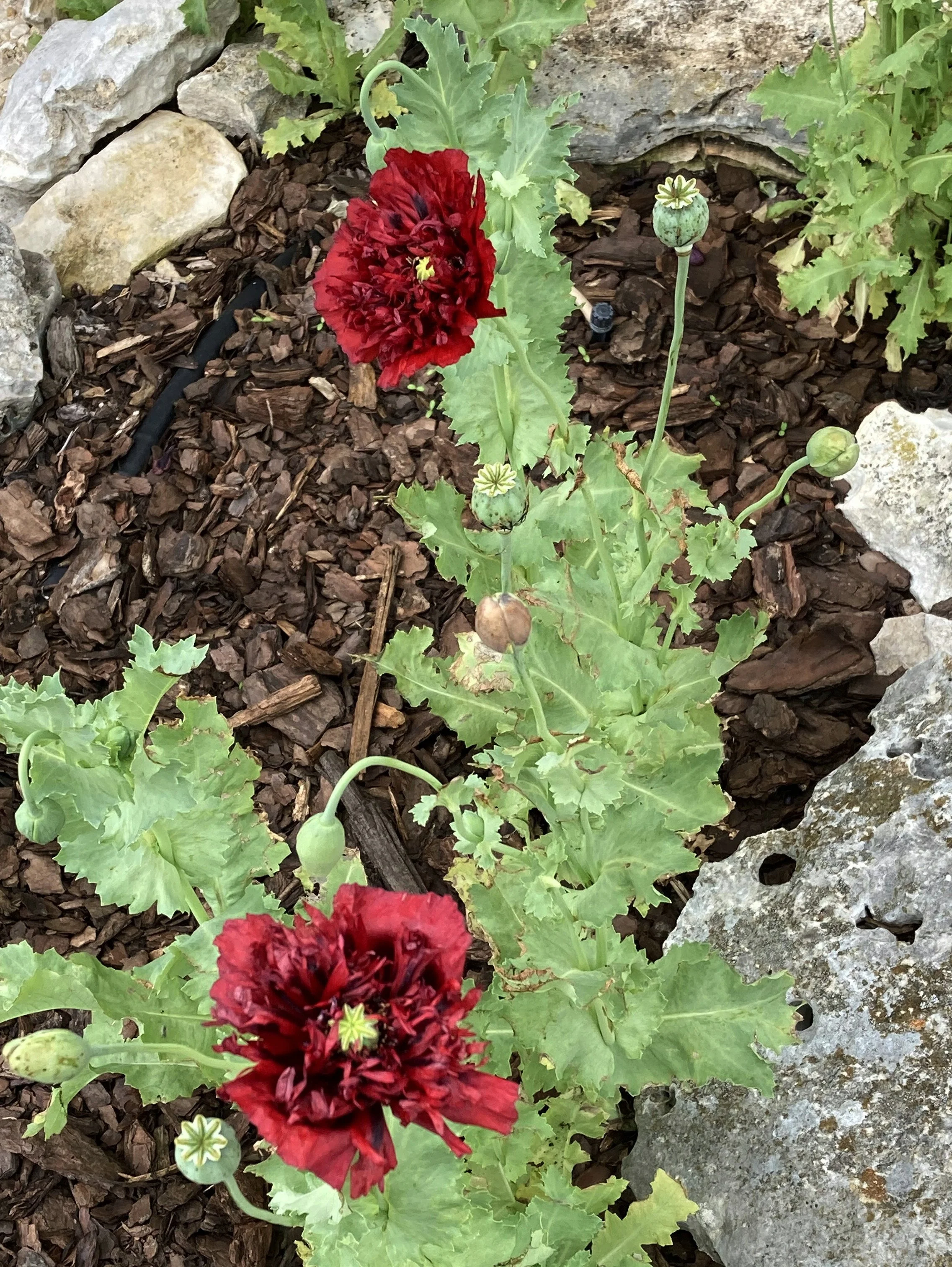 Poppies 2 2026.jpg