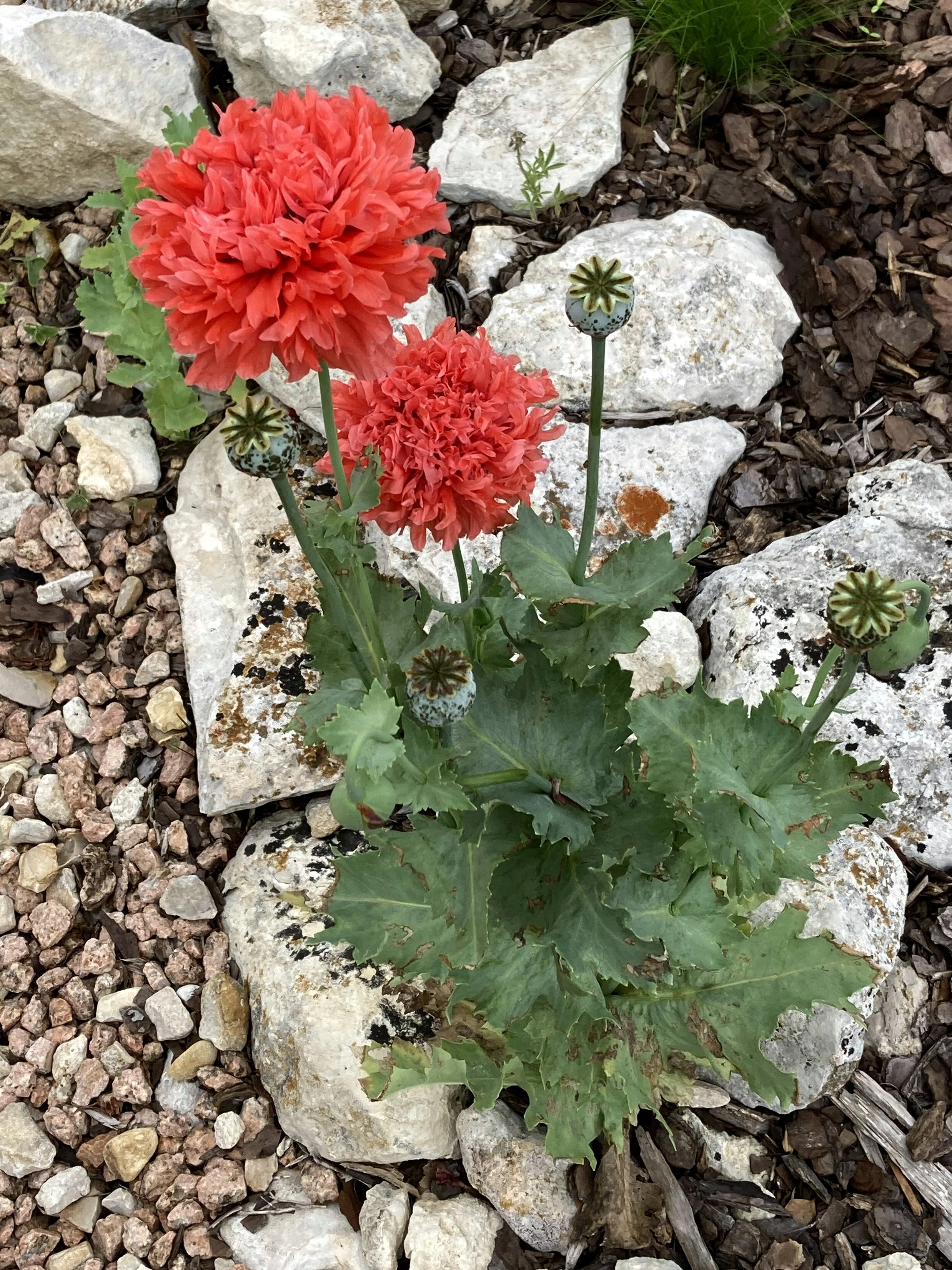 Poppies 1 2026.jpg
