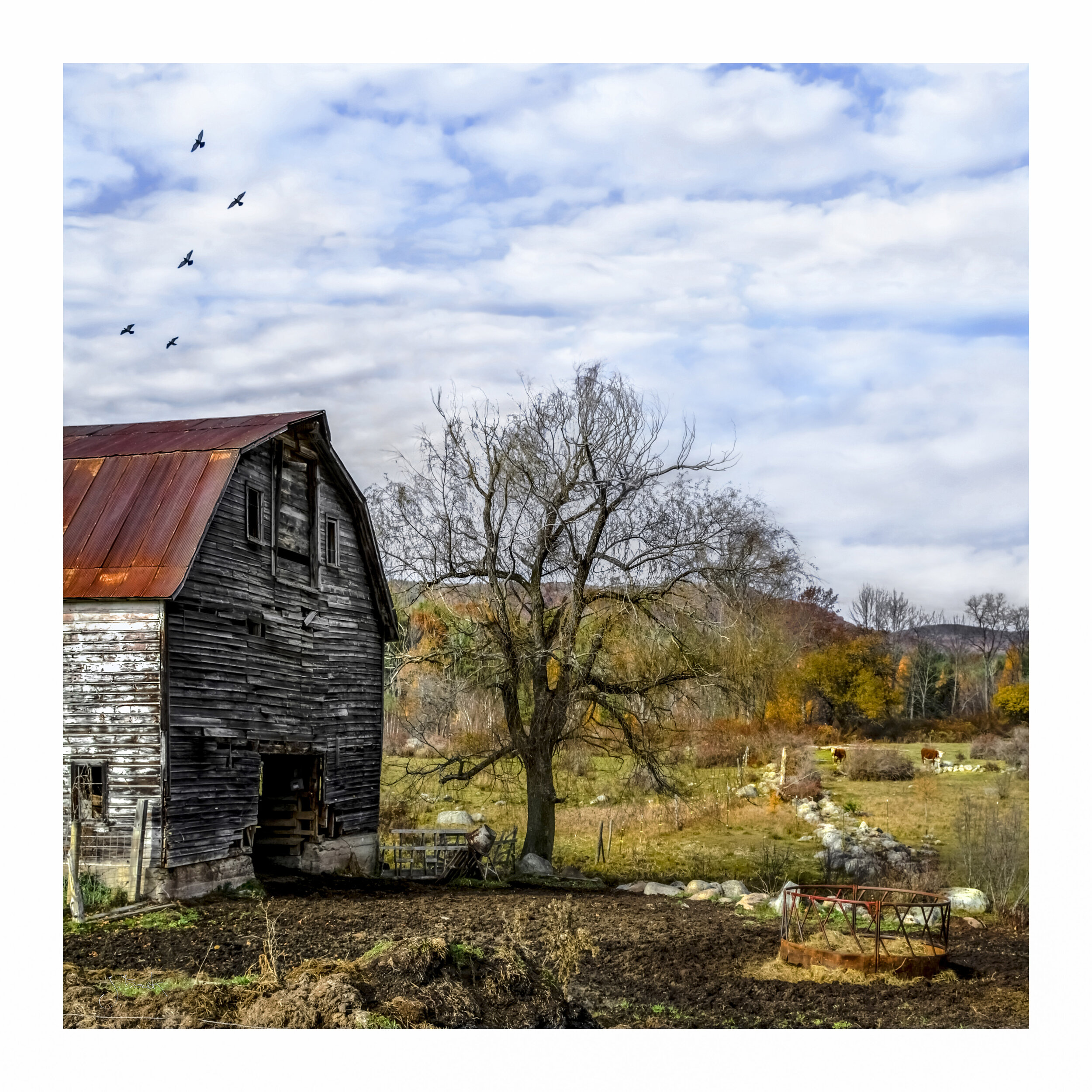 Barn with Pigeons 6585 13 x 13 300ppi final 4-23-18 reduced.jpg