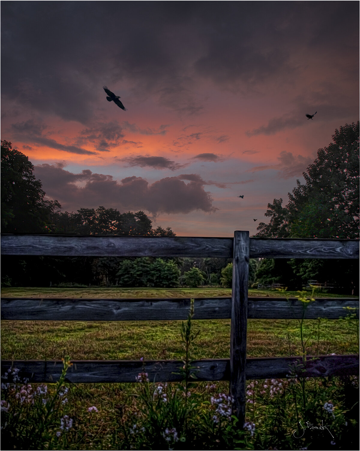 Sunset and a Fence w a flying Murder 4x5 300ppi signed.jpg