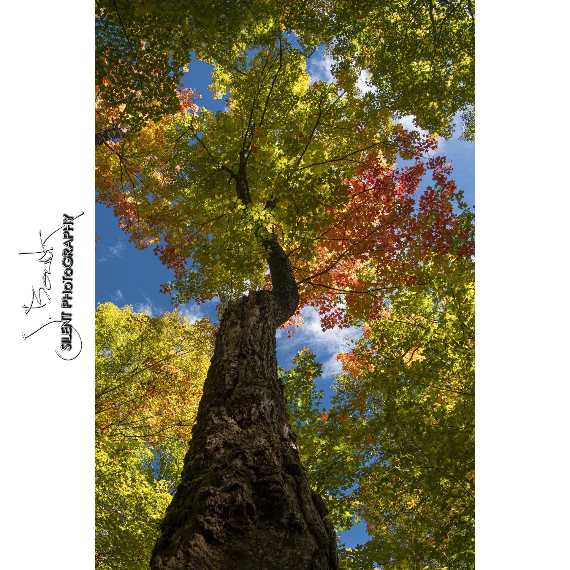 Autumn Tree 1387