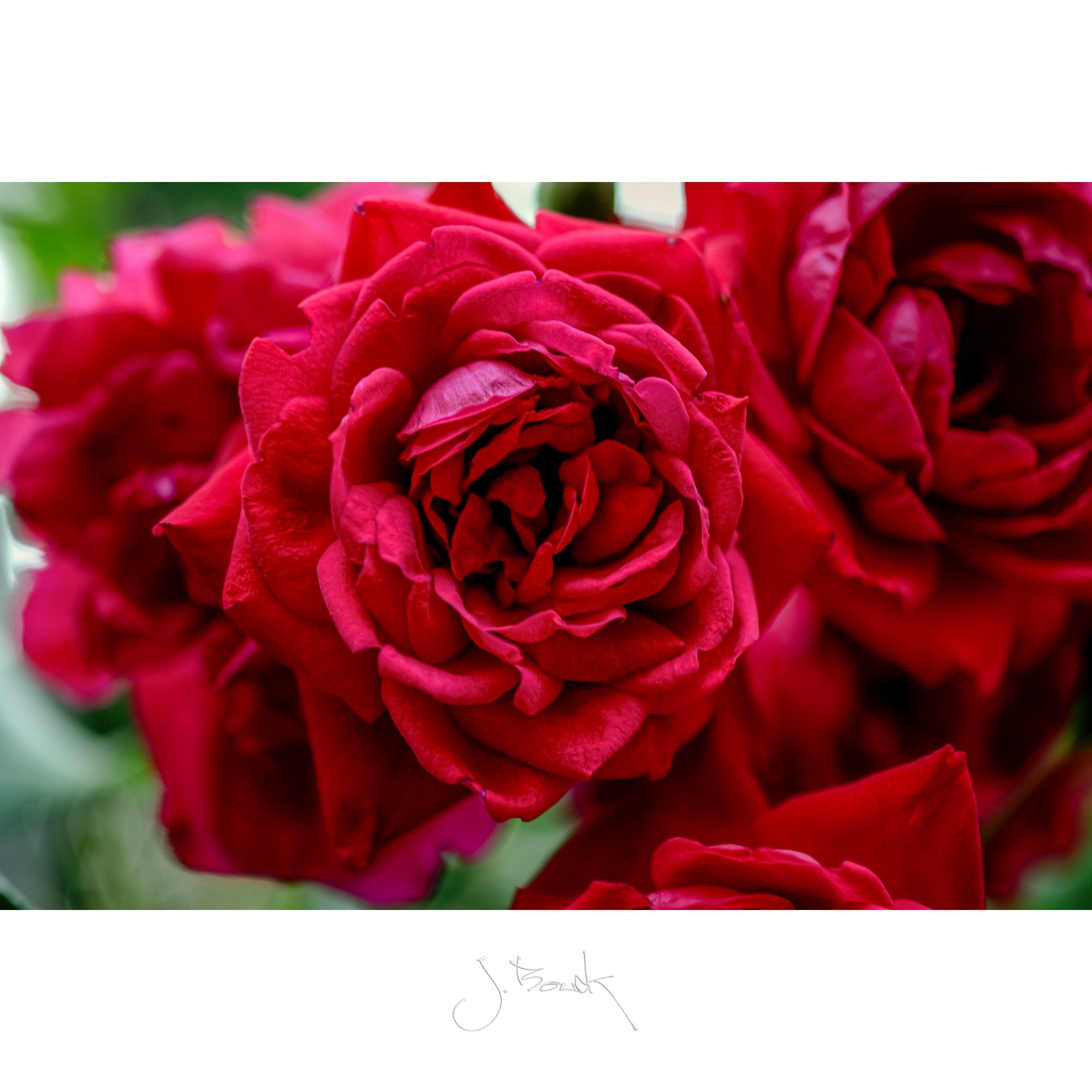 Roses 3180