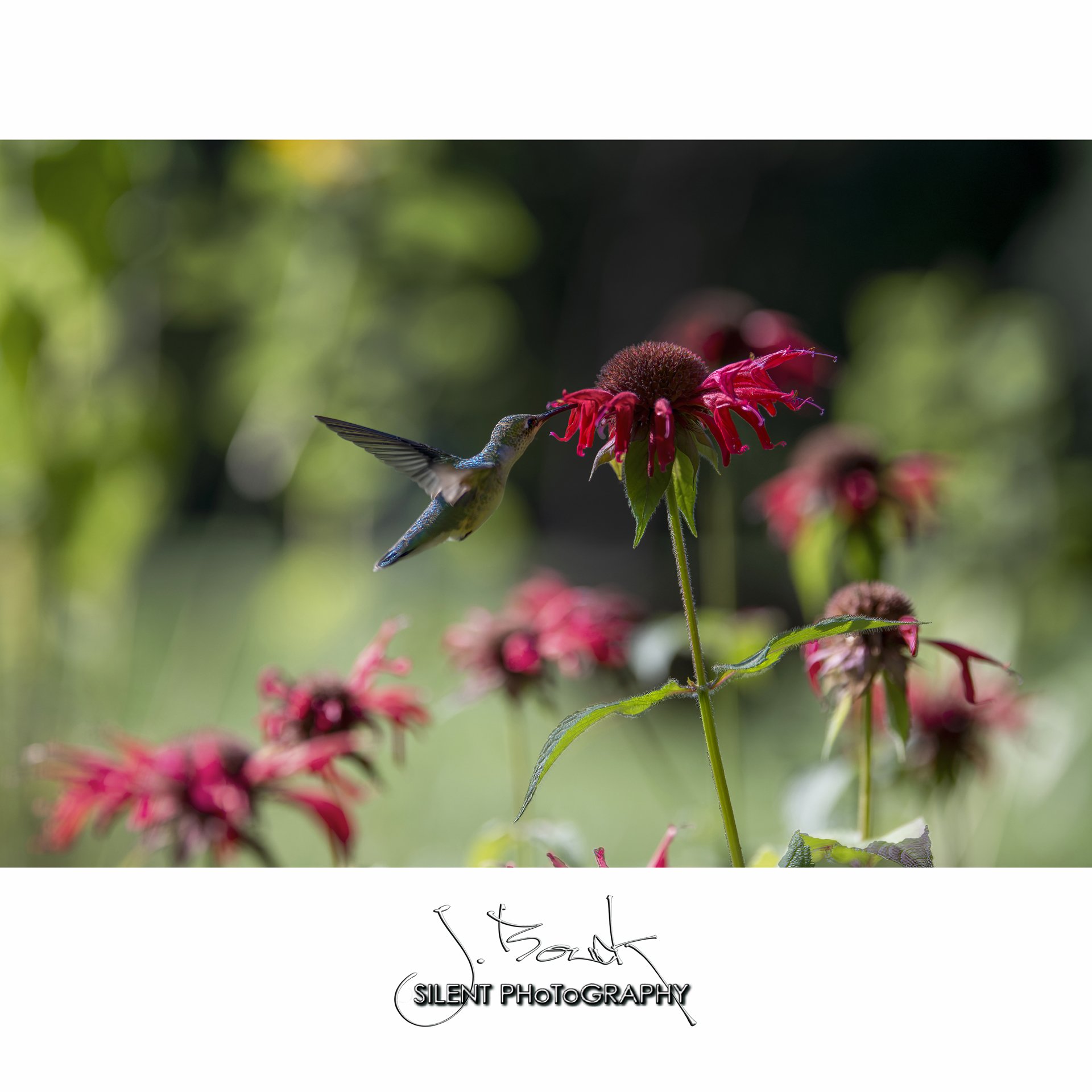 Hummingbird on Bees Balm 4368 7-29-22