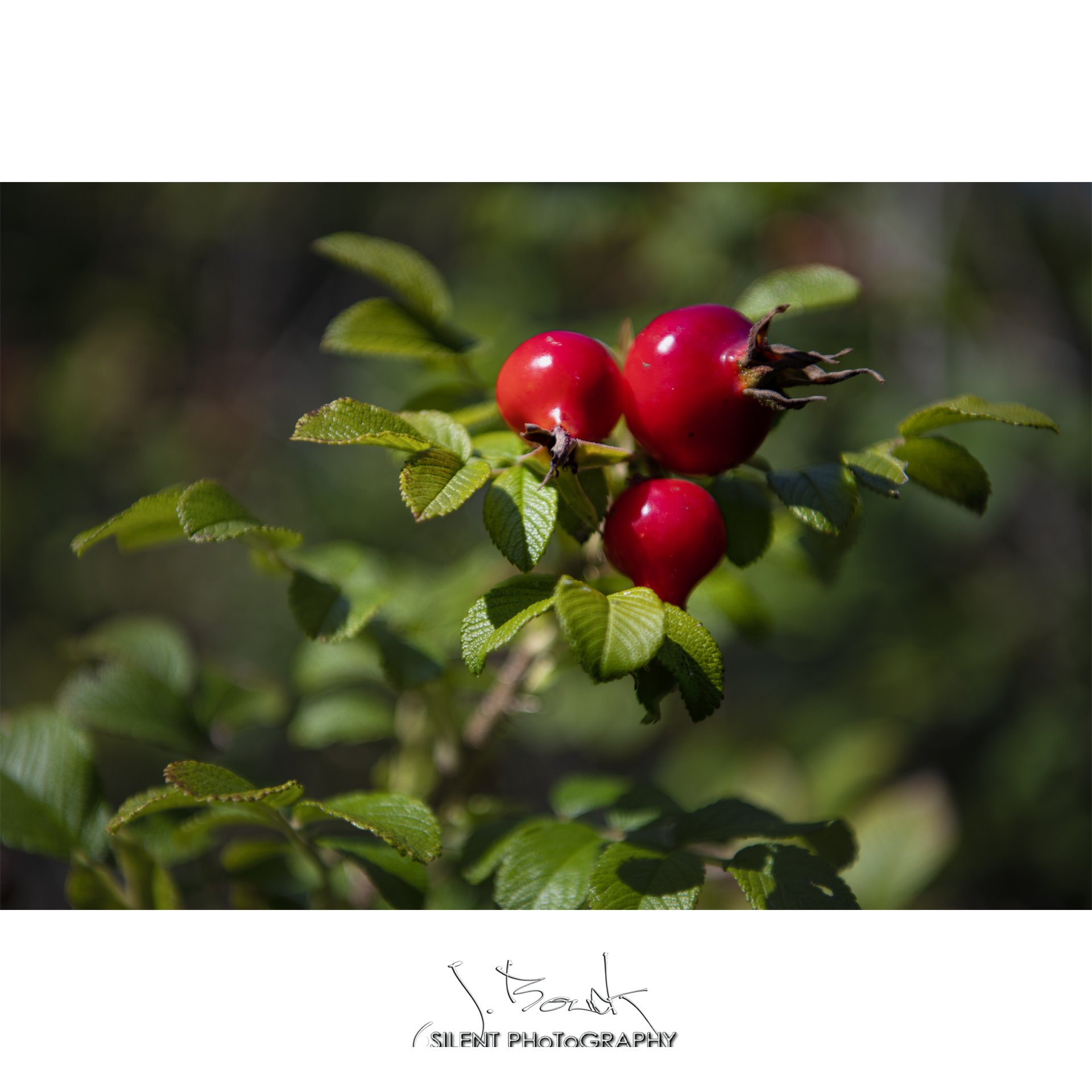 Apothecary Rose Hips 3843 9-20-21