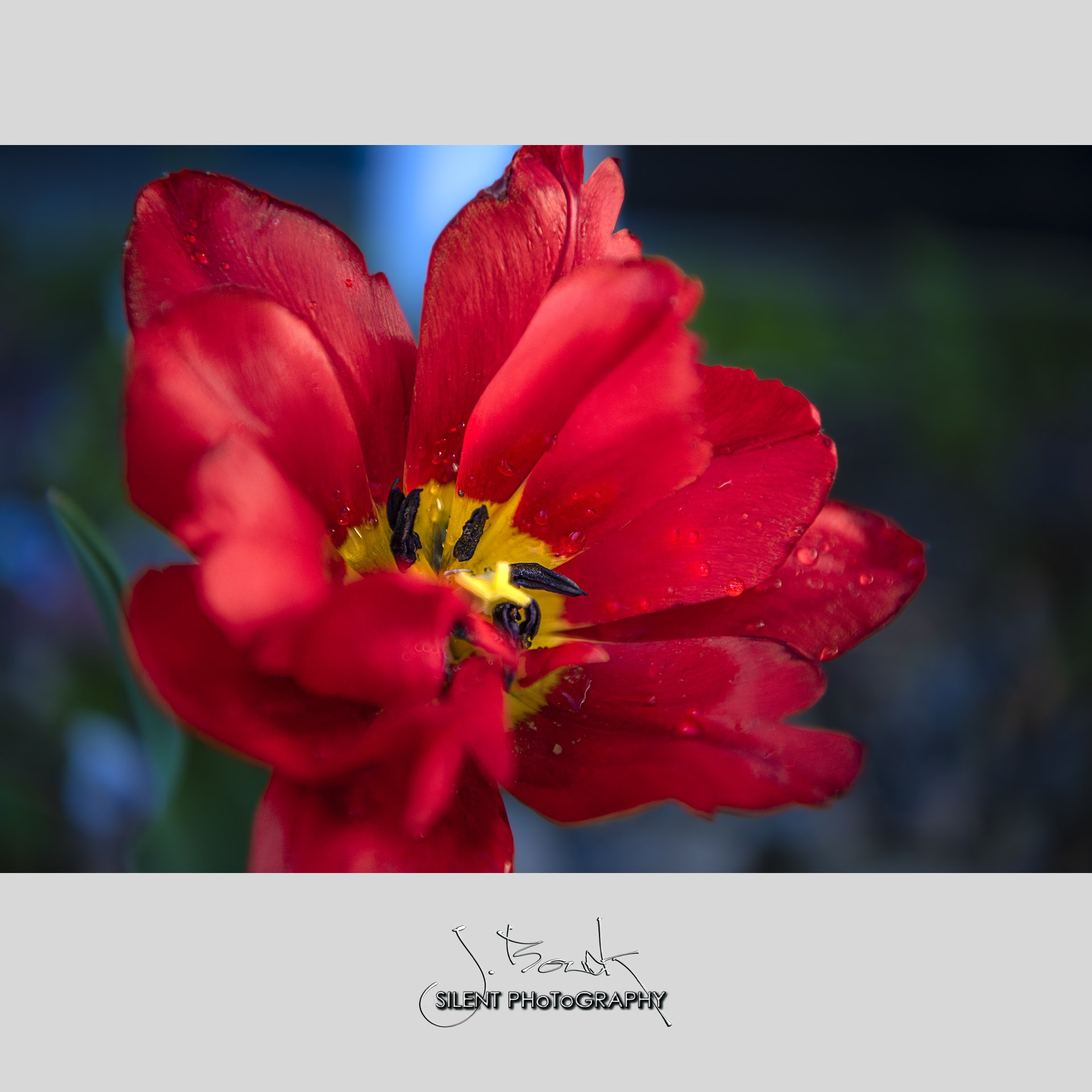 Red Tulip 9560