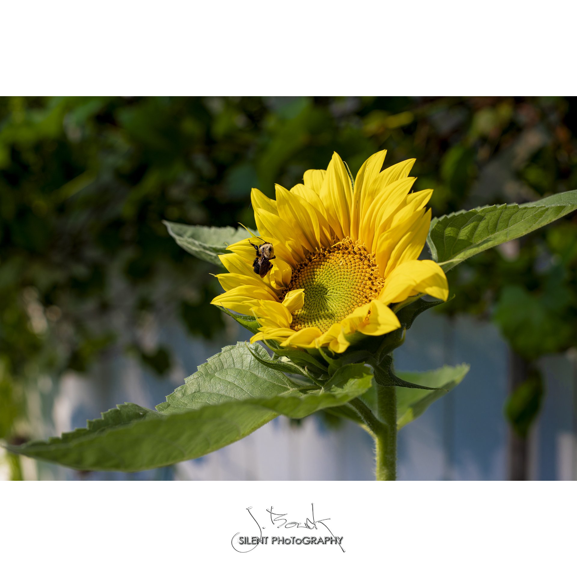 Sunflower with a sleepy Bumble 0259