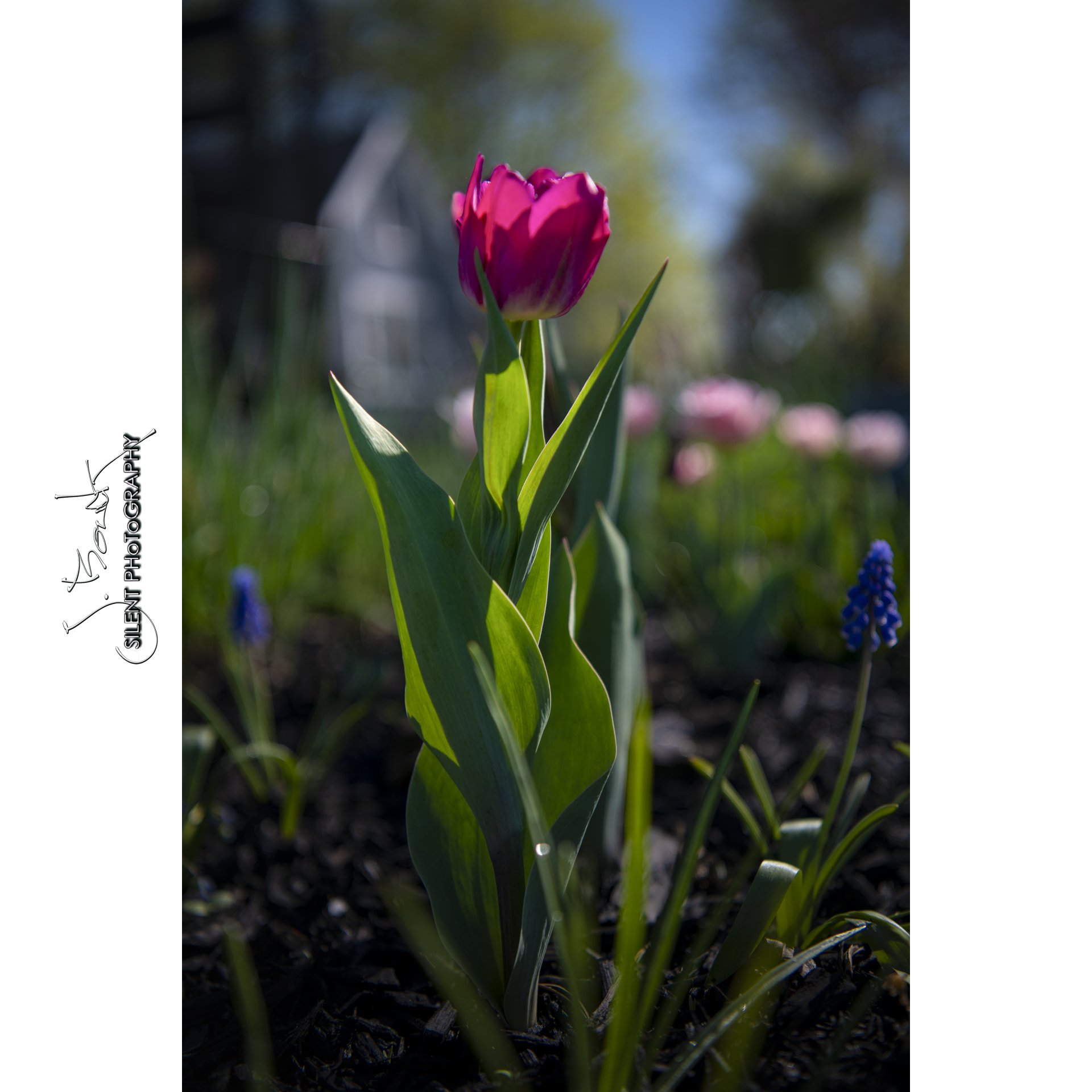 Tulip and Muscari 9605