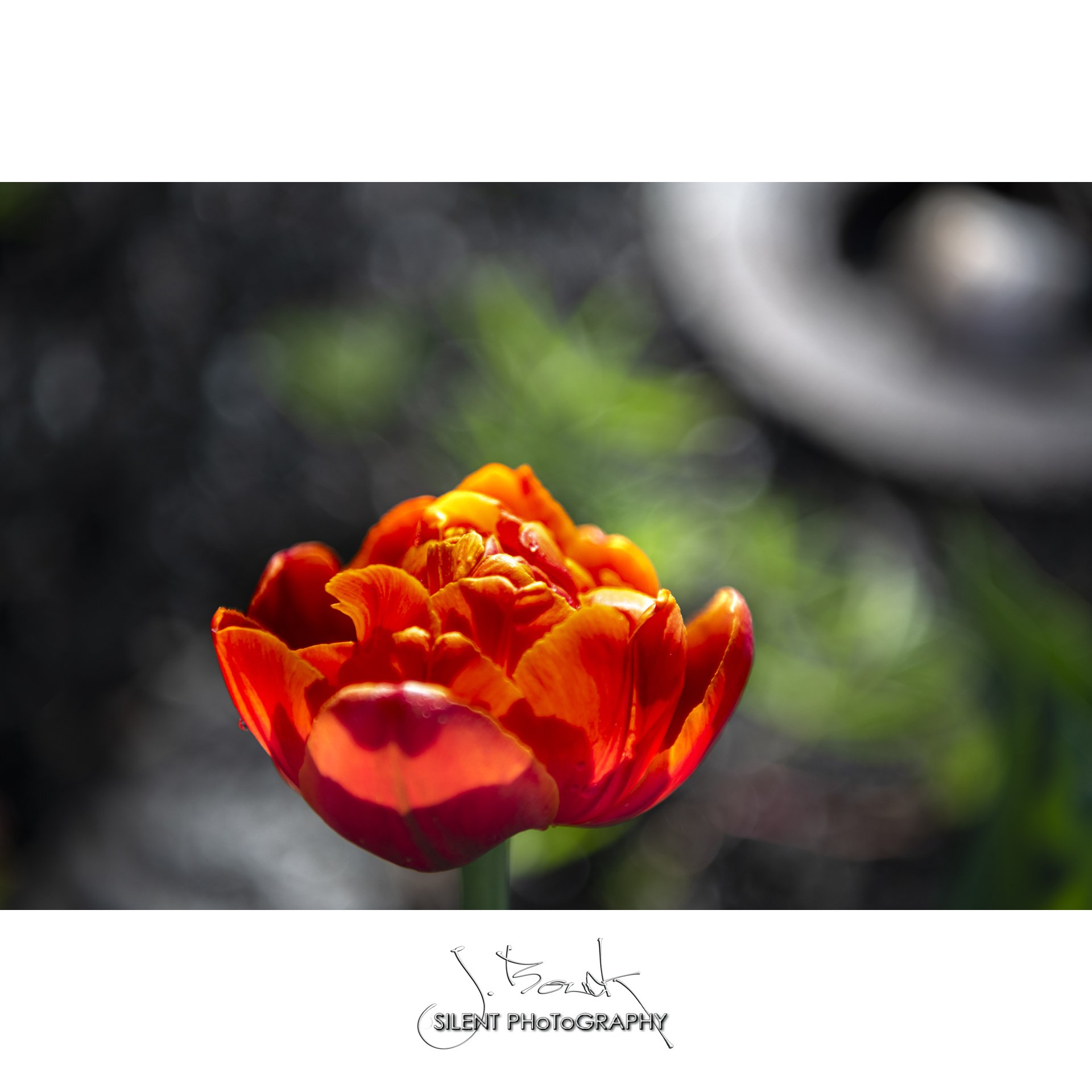 Orange Tulip 9608