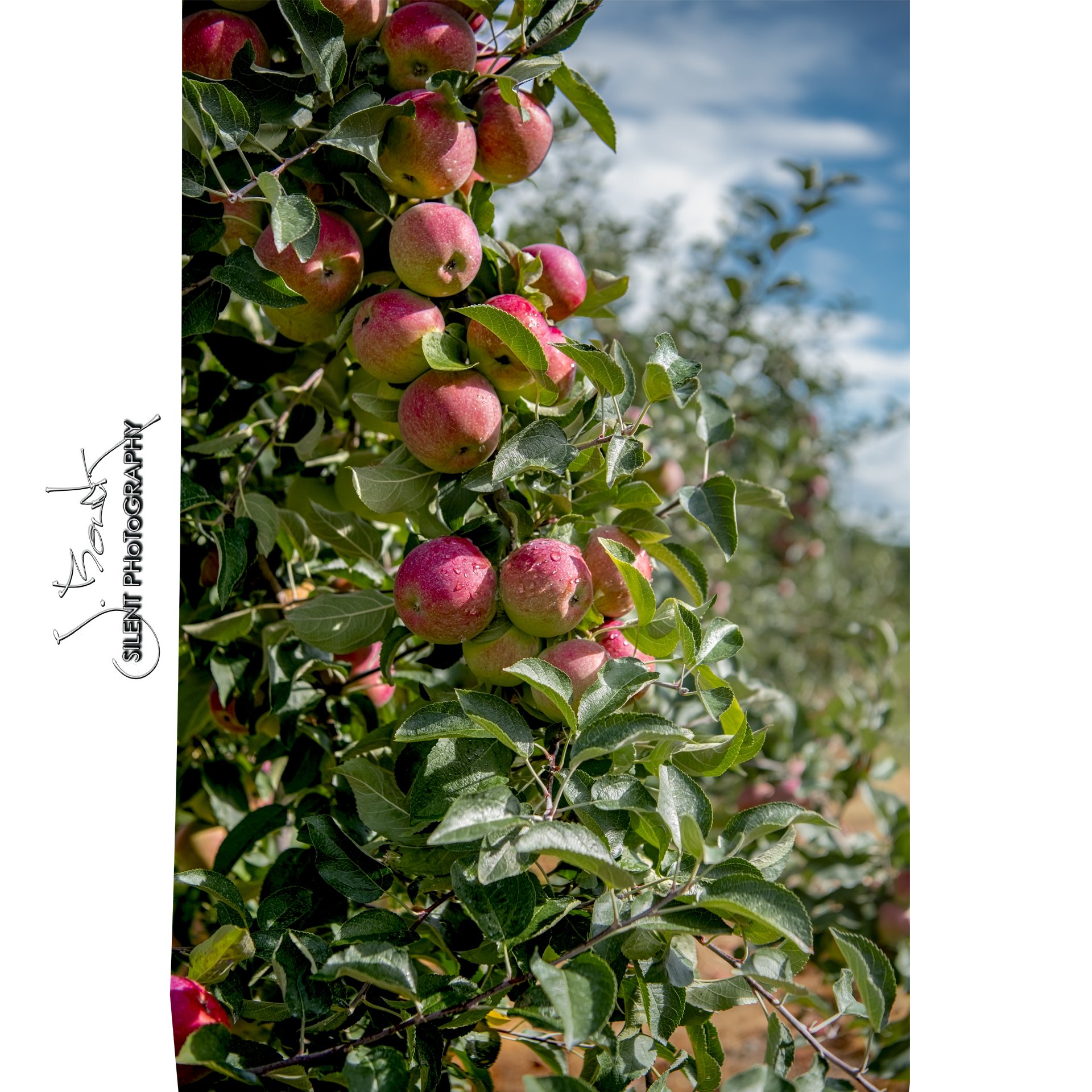 Rogers Orchard 7018