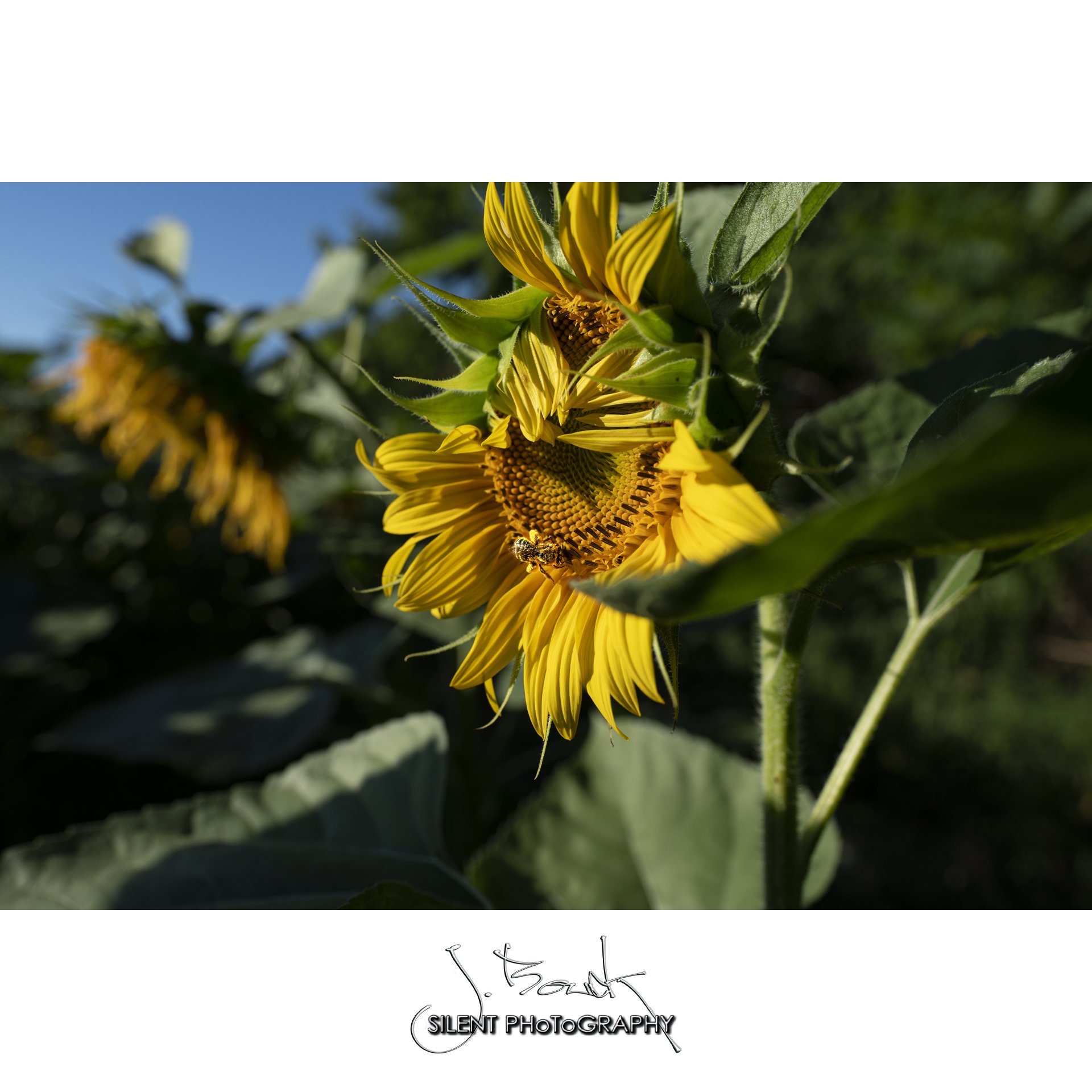 Sunflower 6601