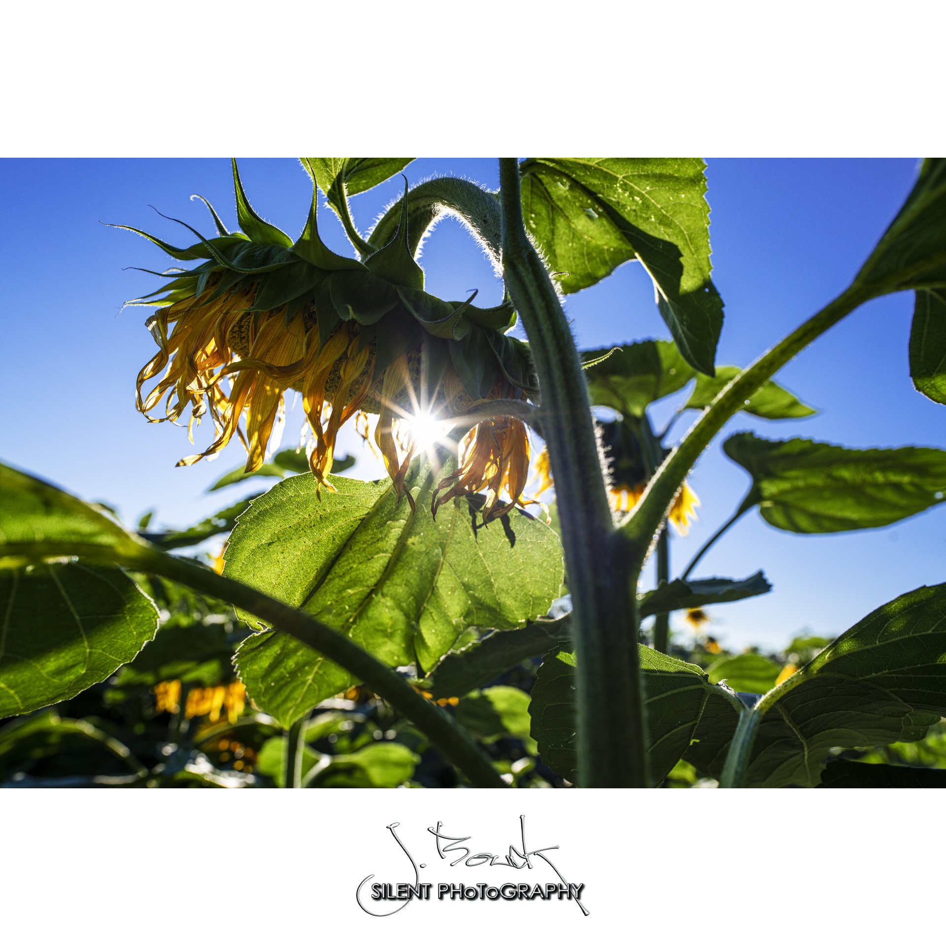 Sunflower 6599