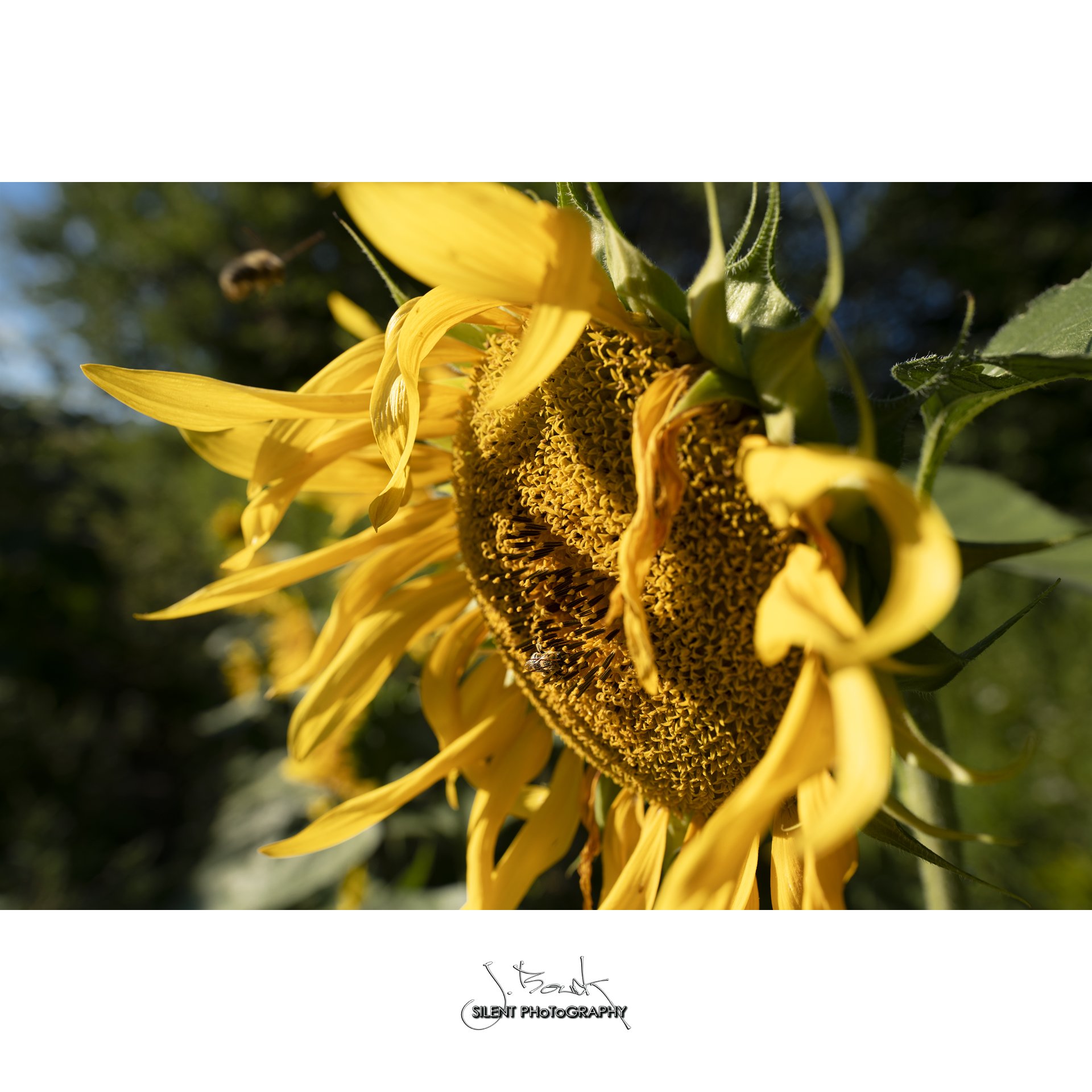Sunflower 6588