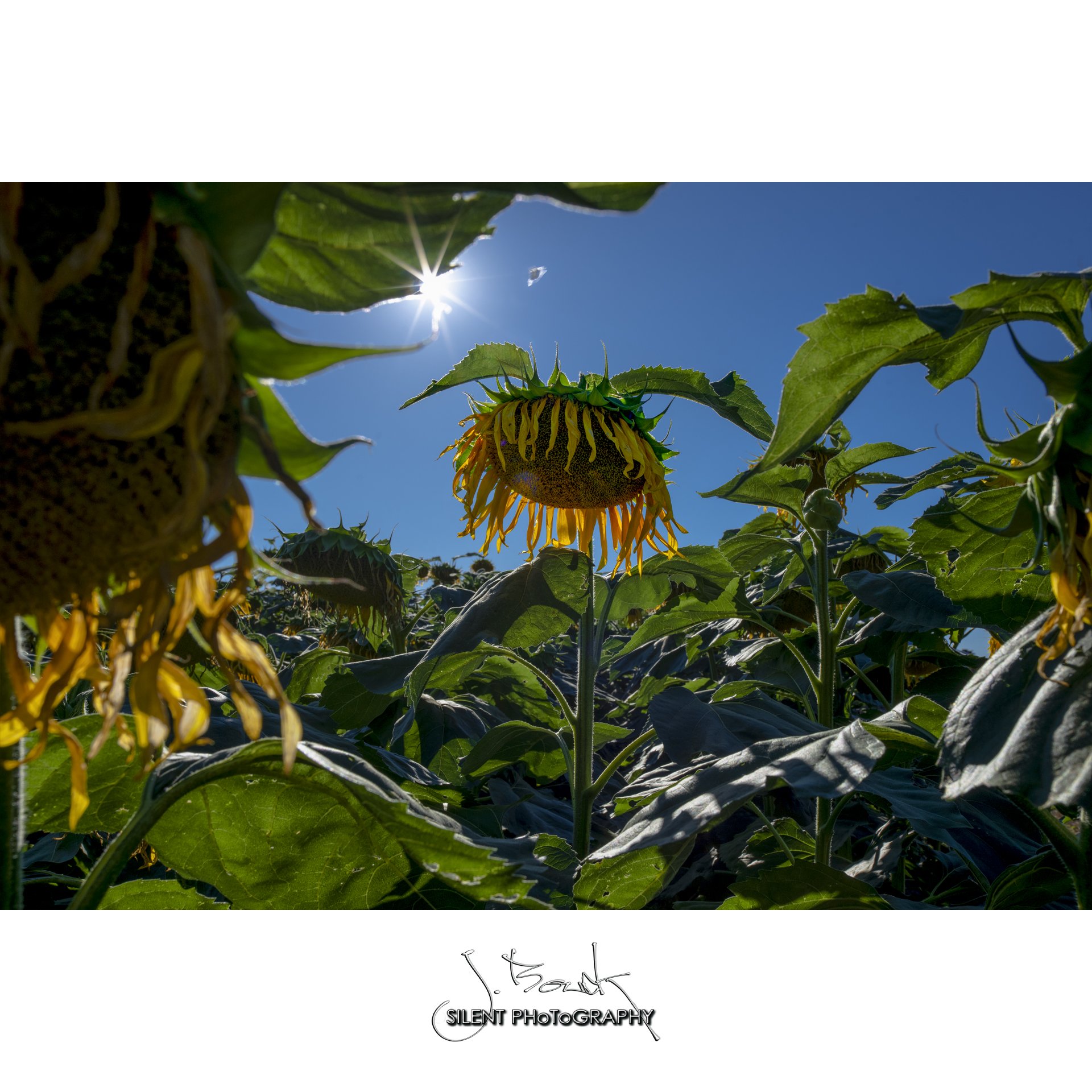 Sunflower with Bee 6486
