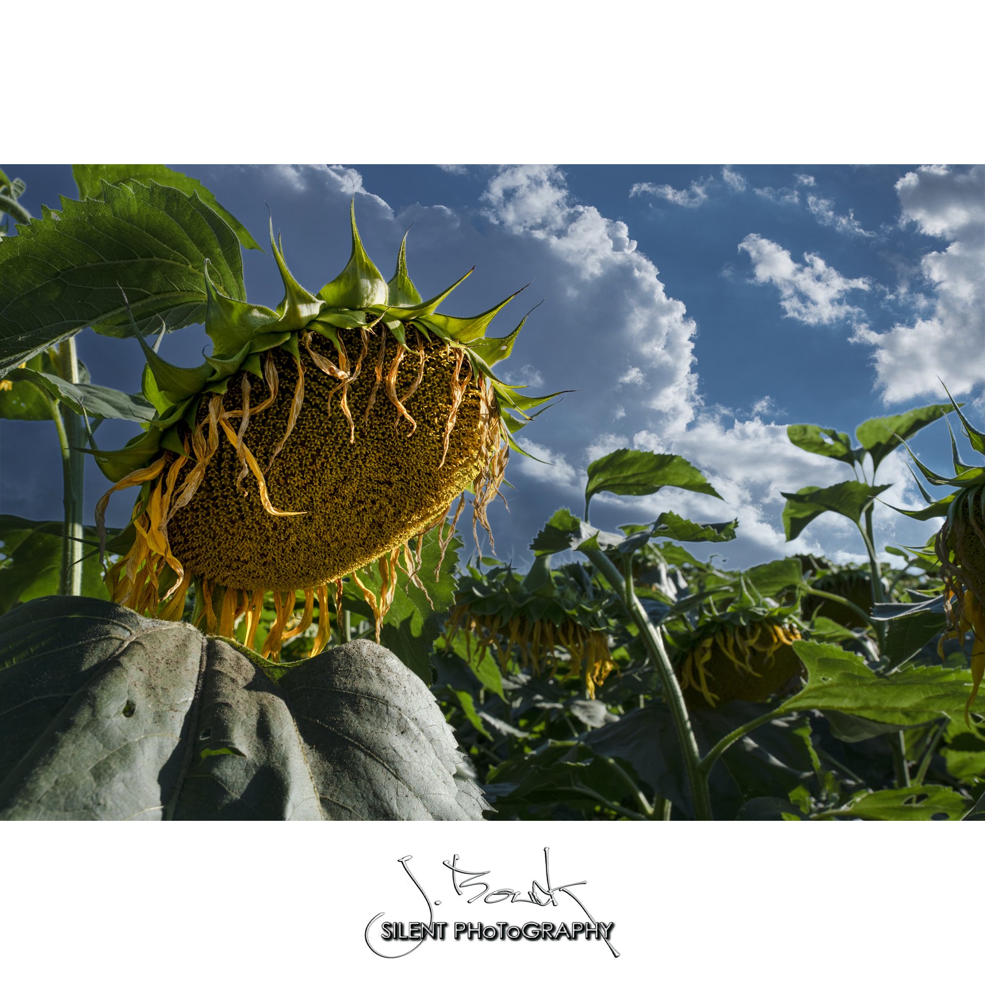 Sunflower 6483