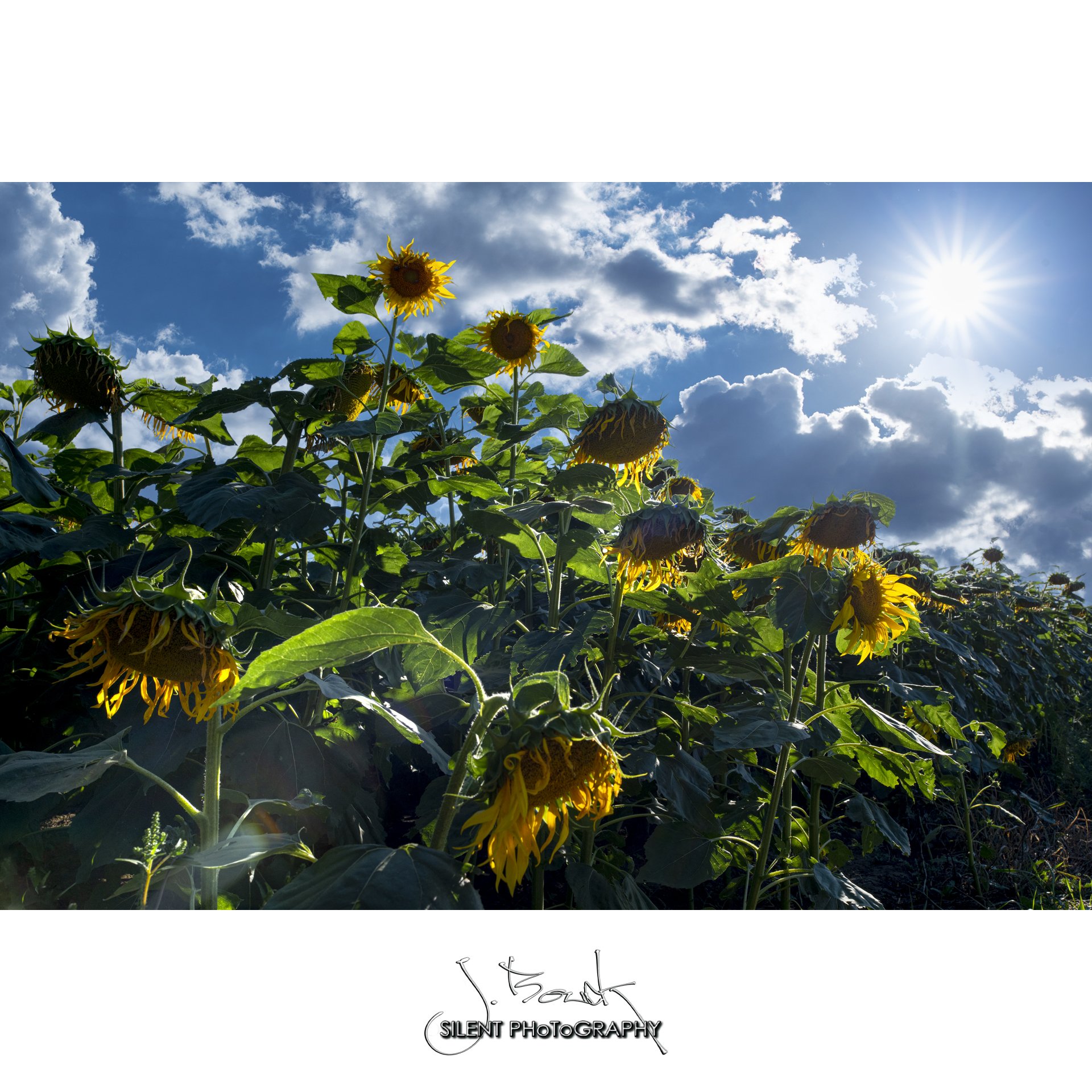 Sunflowers 6480