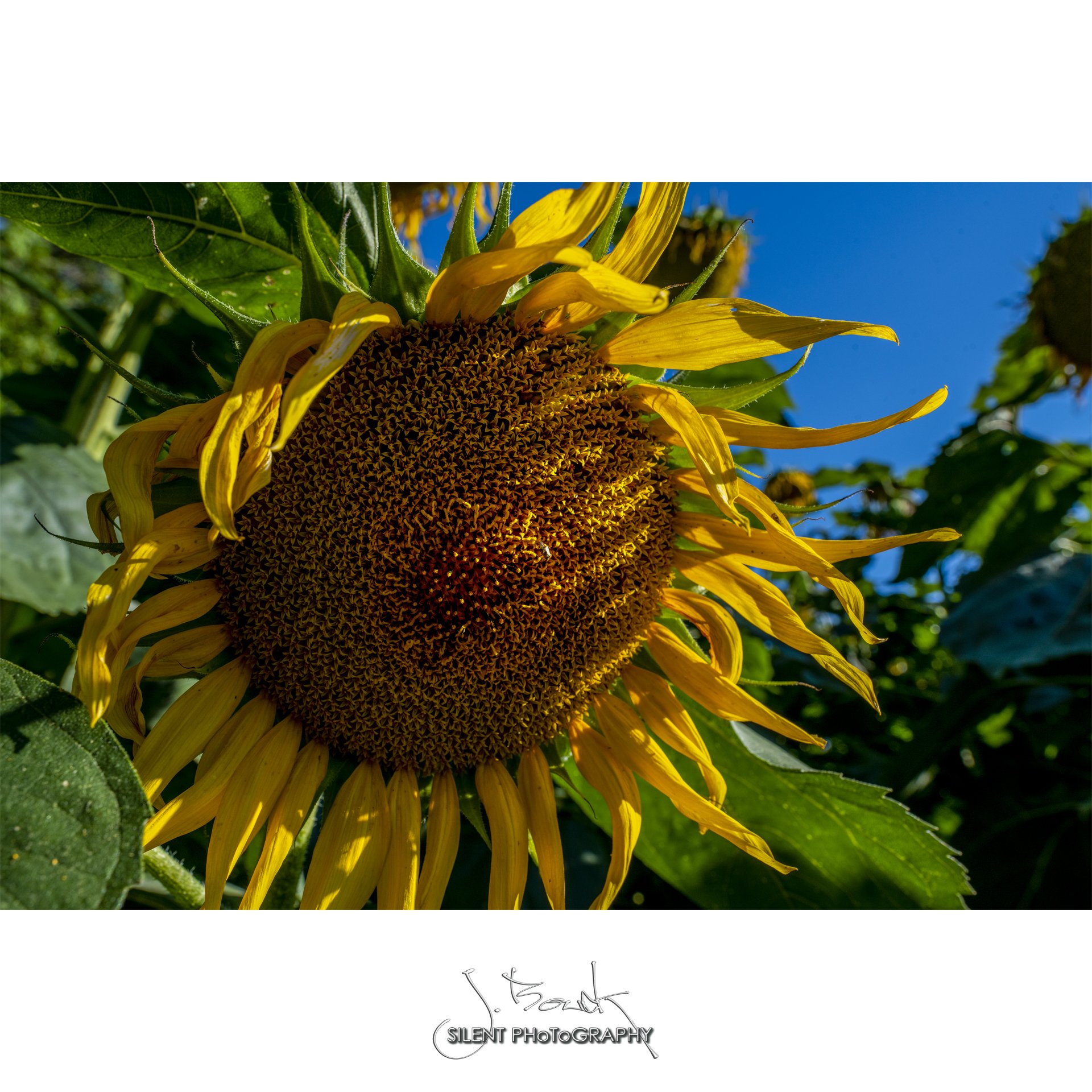 Sunflower 6476