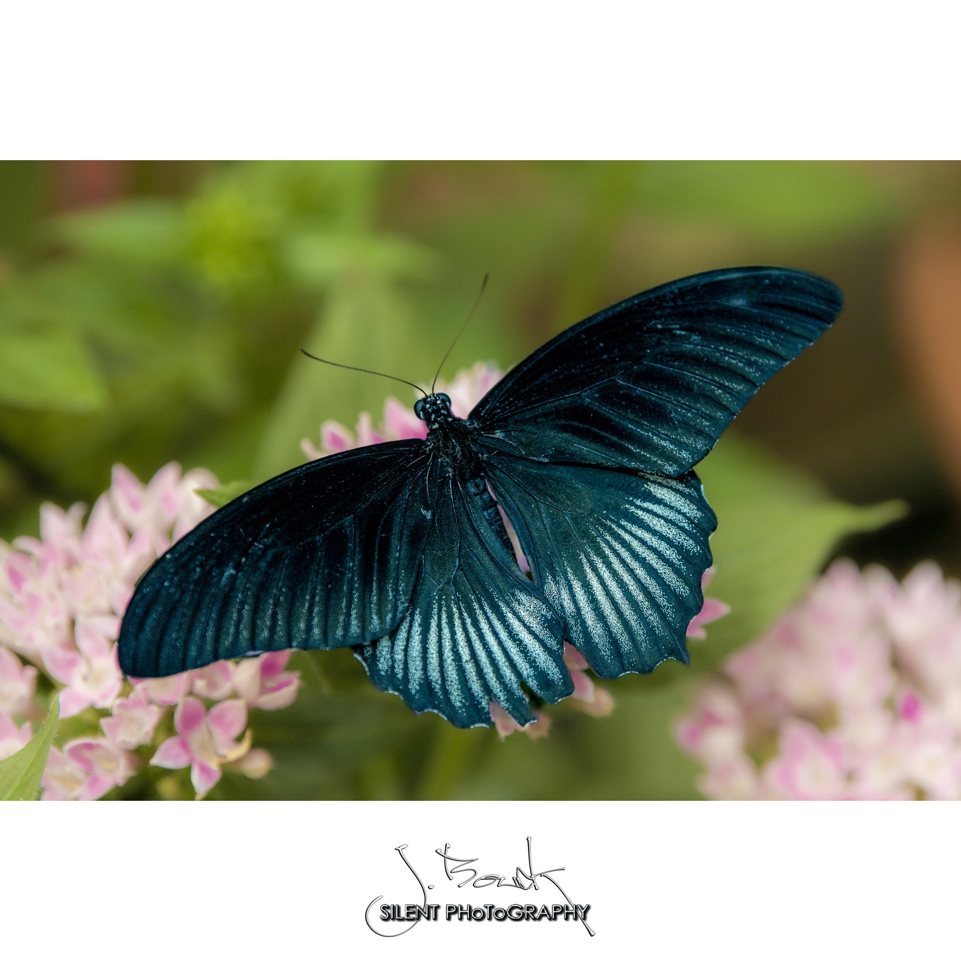 Great Mormon Butterfly - Papilio memnon agenor - 1675