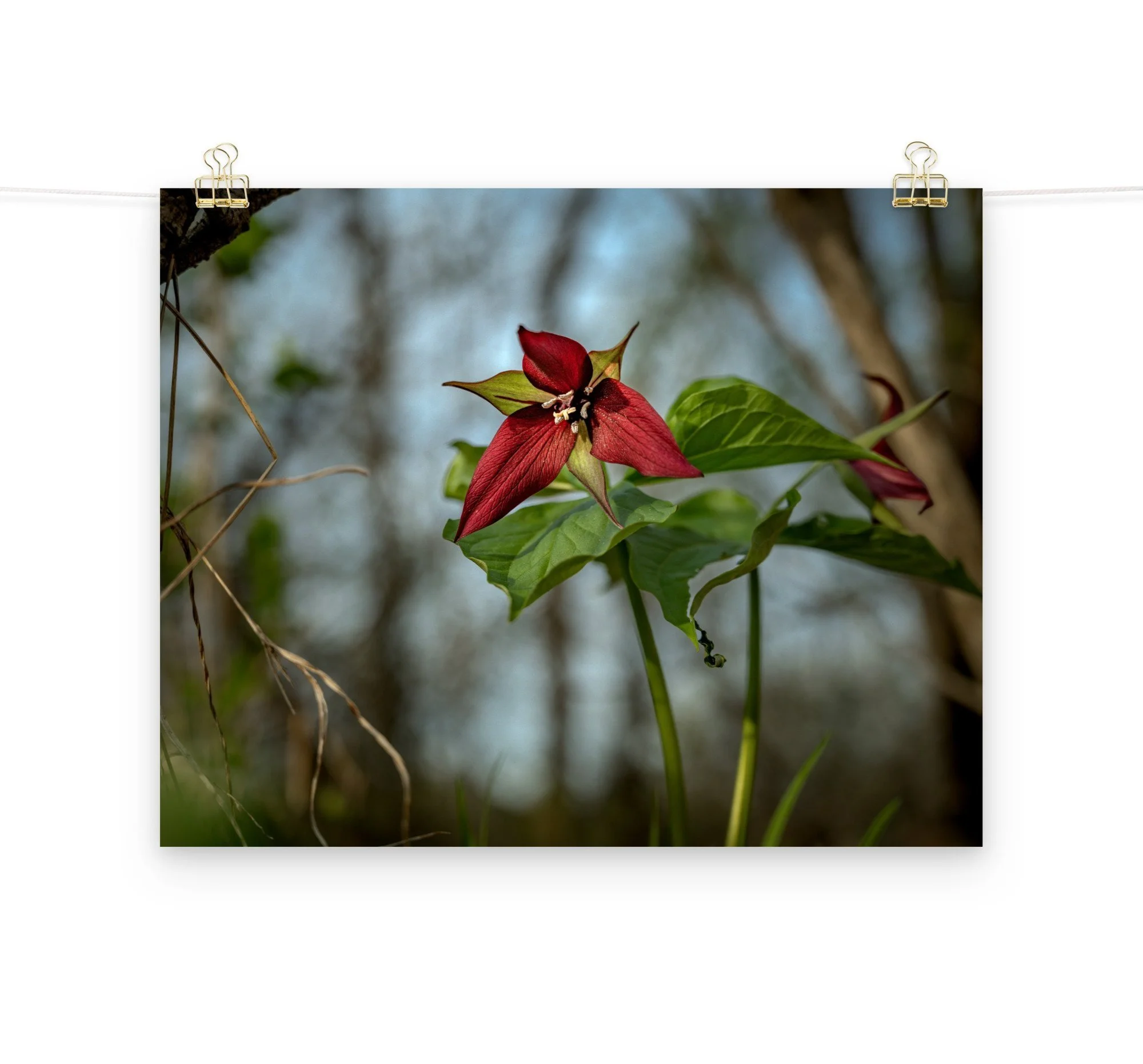 enhanced-matte-paper-poster-(in)-16x20-front-2-667c935e4f960.jpg