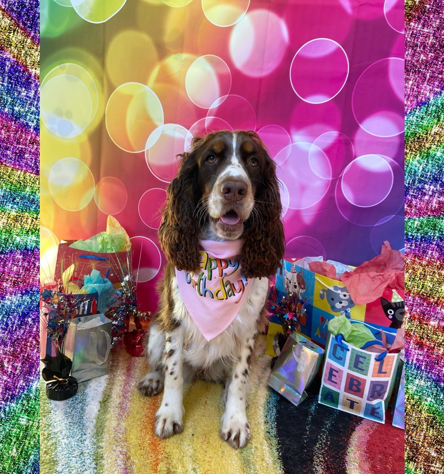 ☯️🐾 Juliet celebrated her second birthday with us today! 🥳
She had a blast wrestling with her friends and playing fetch.
Happy birthday, Juliet! 💝
.
.
.
.
.
.
.
.
.
.
#zendogscenter #waunakeewi #rufferee #doggiedaycare #dogsofinstagram #dogsofmadi